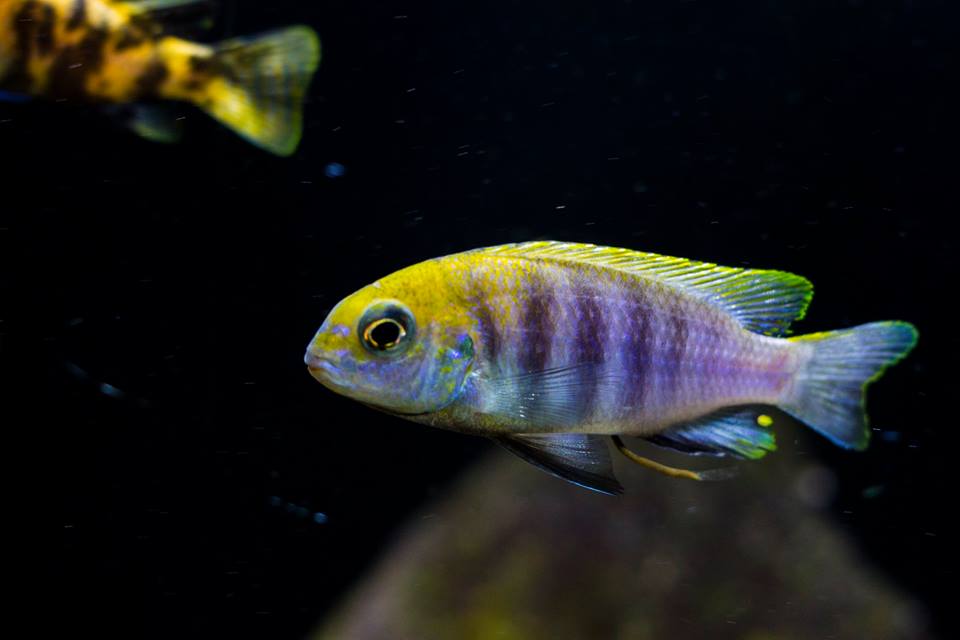 Tropheops sp. "macrophthalmus chitimba blue"